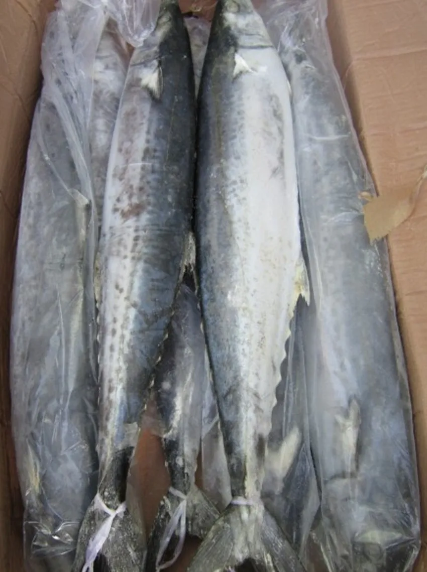 
ikan tenggiri spanish mackerel 