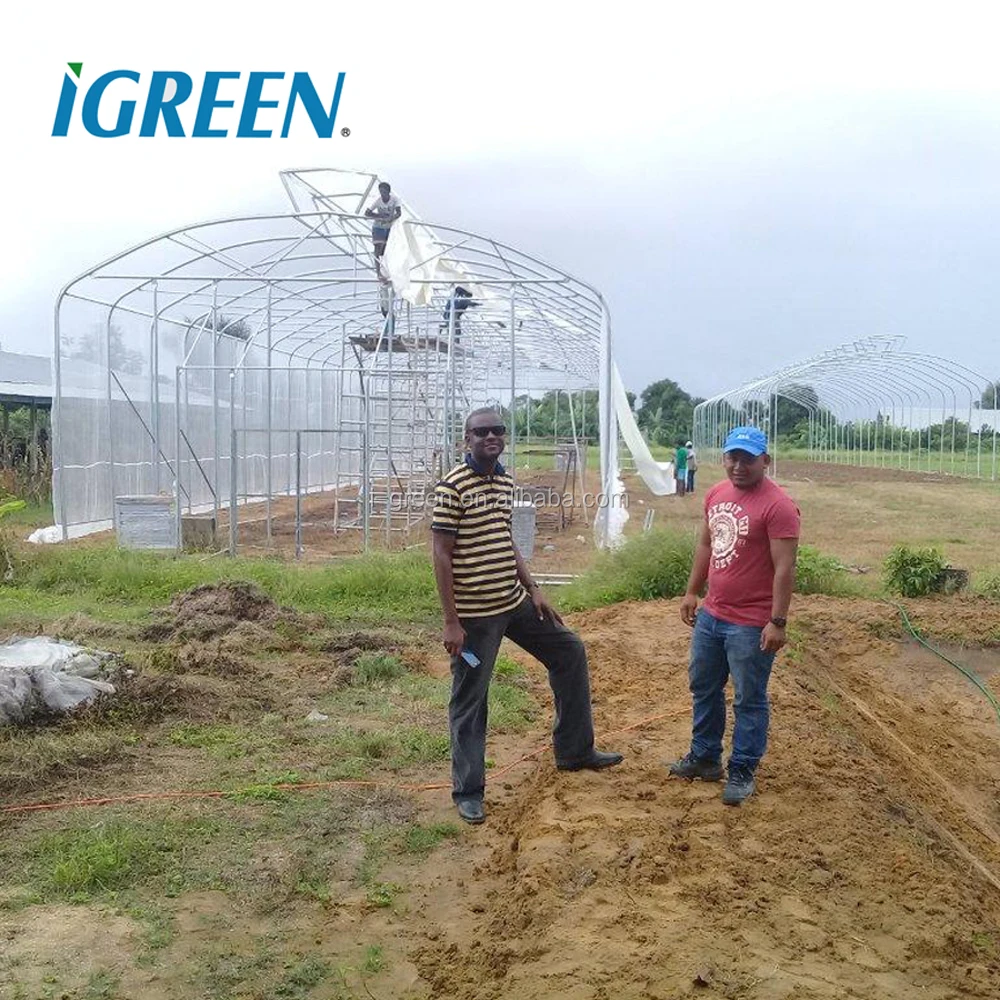 Commercial tropical roof vent single-span greenhouses for tomato, lettuce, pepper