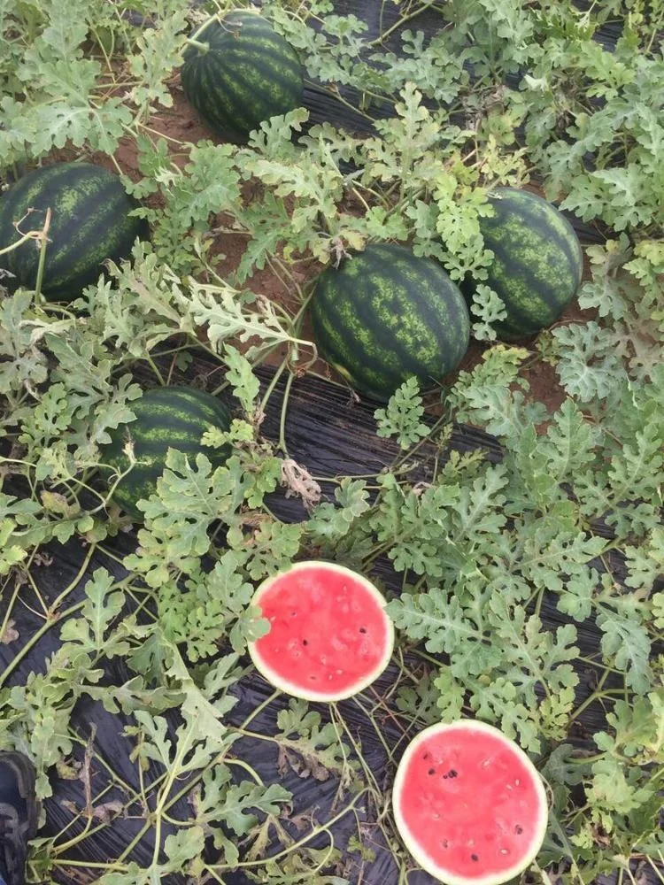 
Wholesale price bulk summer fresh organic watermelon for sale 
