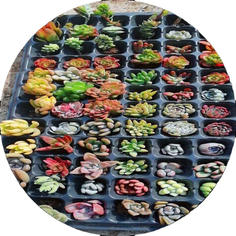 
Sell succulents at low prices 