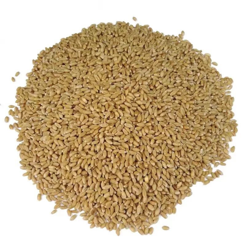 High Quality Wheat With a lot of useful elements  Wheat Grain