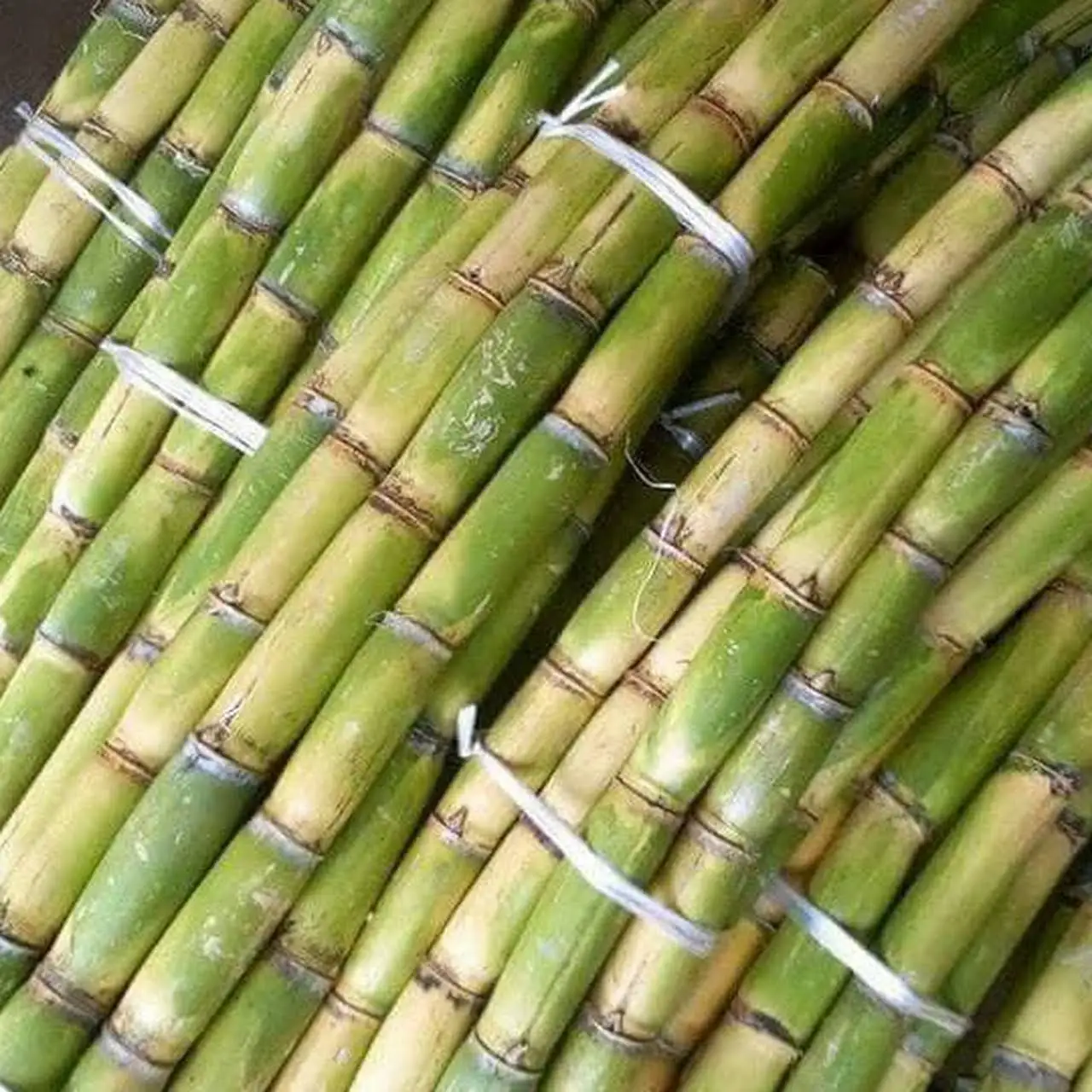High Quality Natural Sugar Cane (Stick) Best 2021 Supplier Low Price Raw Wholesale Sweet Fresh Sugarcane Organic
