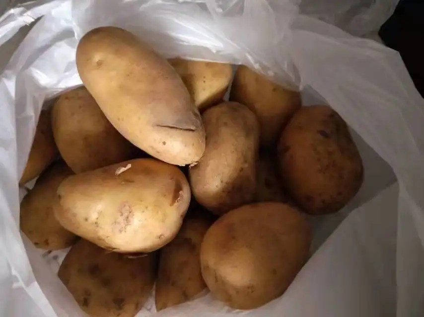 Promotional organic fresh kentang export in  China