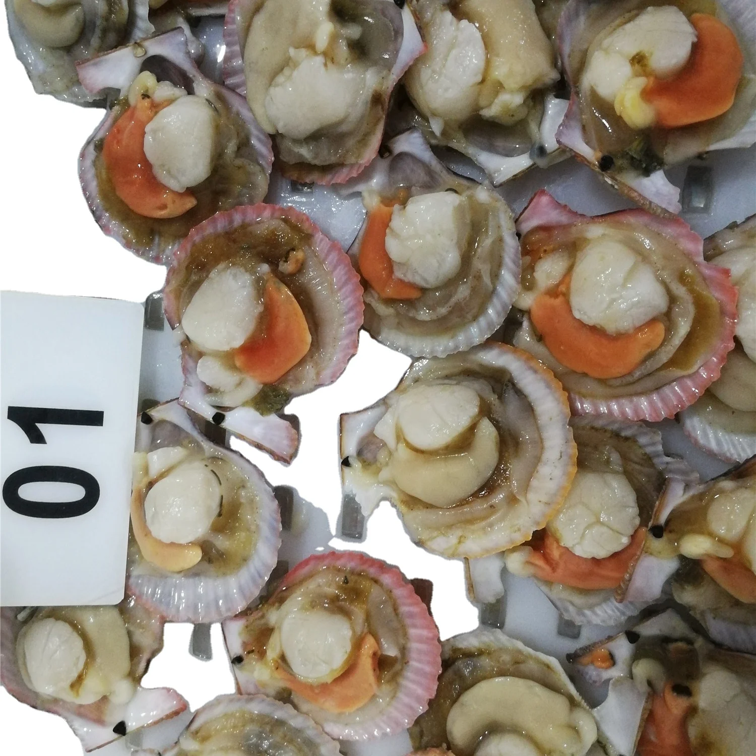 New Season Fresh Half Shell Farreri Scallop Frozen in Bulk with Bag Packaging Farreri Scallop