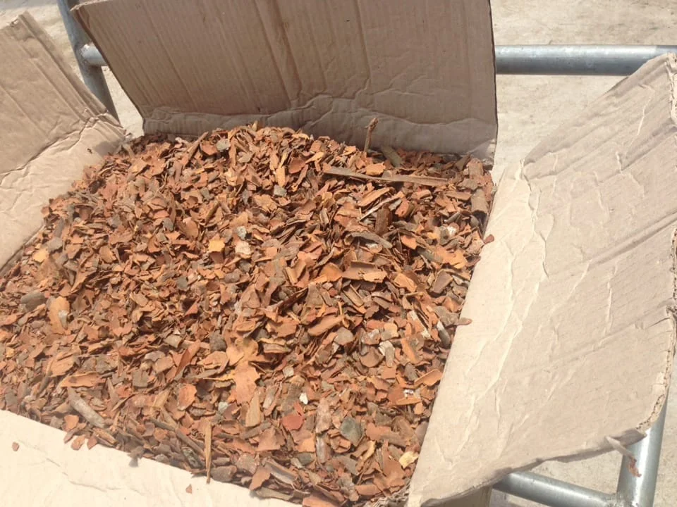 
BROKEN CASSIA PRICE IN VIETNAM KABC, KBBC 