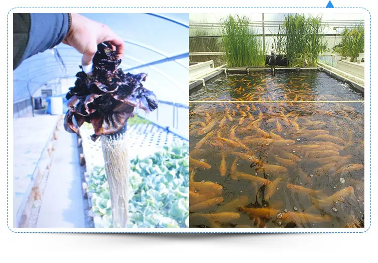 
China Supplier High Tunnel Greenhouse Aquaponic Equipment 