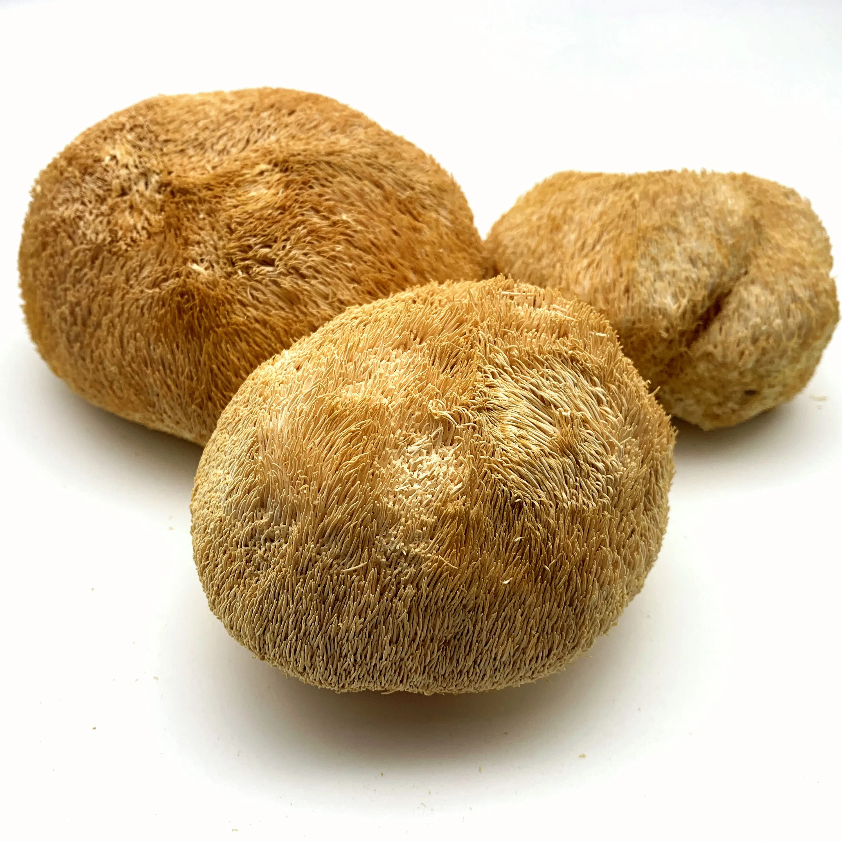 
The Rare Edible Dried Lions Mane Mushroom & Dried Hericium Erinaceus Mushroom 