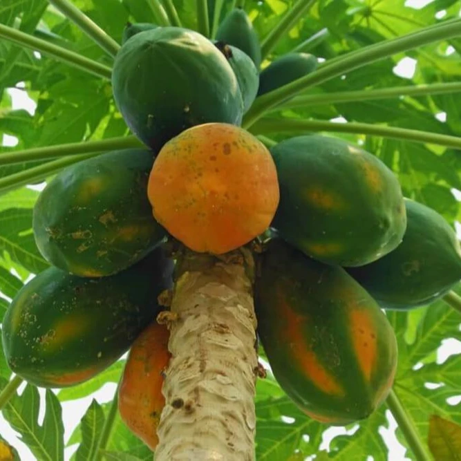 Свежий папайя из