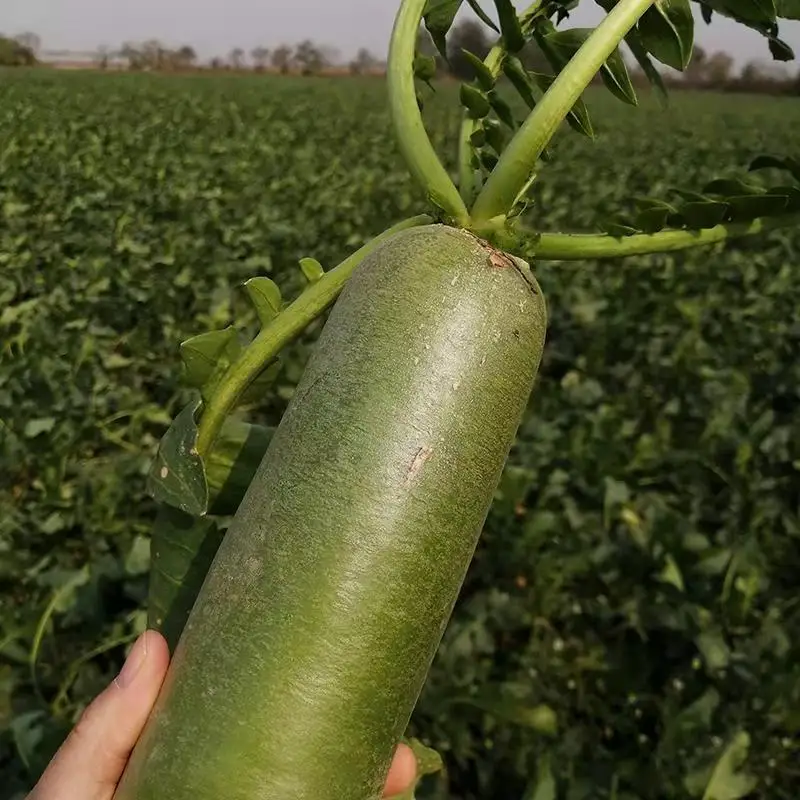 Горячая Распродажа свежий зеленый редис высокое качество и низкая цена экспорт белого редиса свежий редис