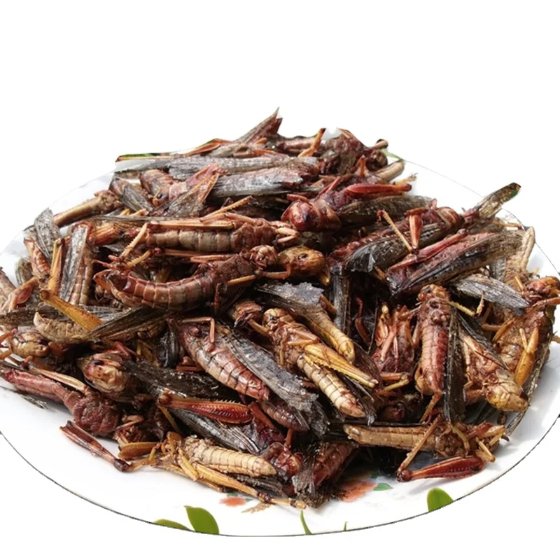 
Chinese Manufacturer Locusts Dried Insect as Bird Fish Food 
