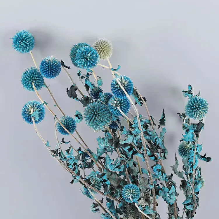 INS most popular colorful echinops preserved blue planet Eryngium  dried flowers and plants for wedding home decoration