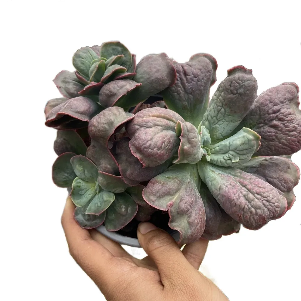 Factory Price About25cm Navy Blue Living Plants Succulent Plant Live Box for Indoor Outdoor Bonsai Plants