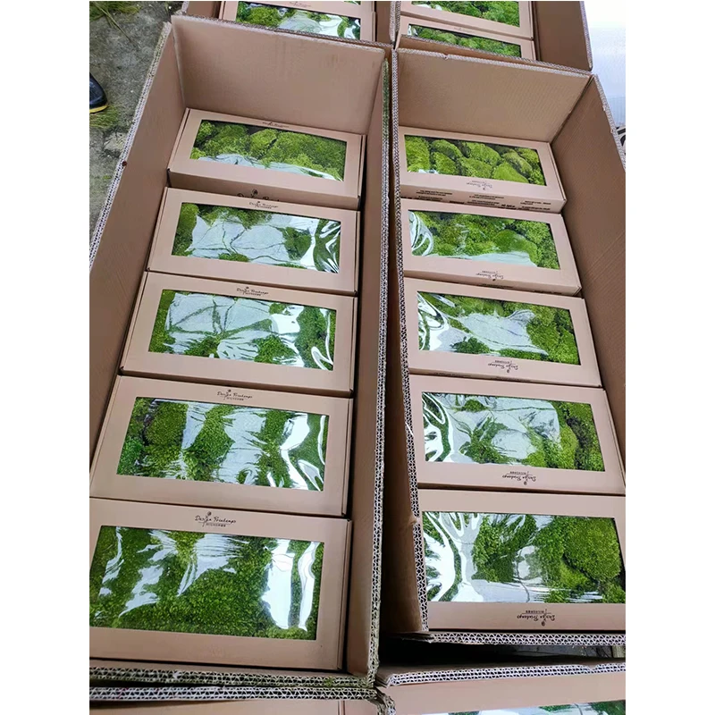2024 New Product Preserved Green Grass Moss Ball Moss green moss