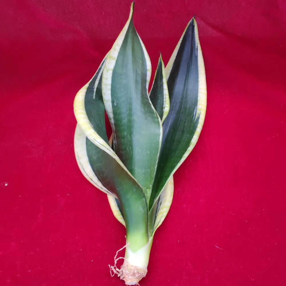 Sansevieria superba из черного золота