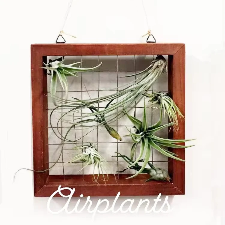 Square OEM Wood Air Plant Frame Hanging Holder Tillandsia Succulent Display Hanger Storage Wall Shelf