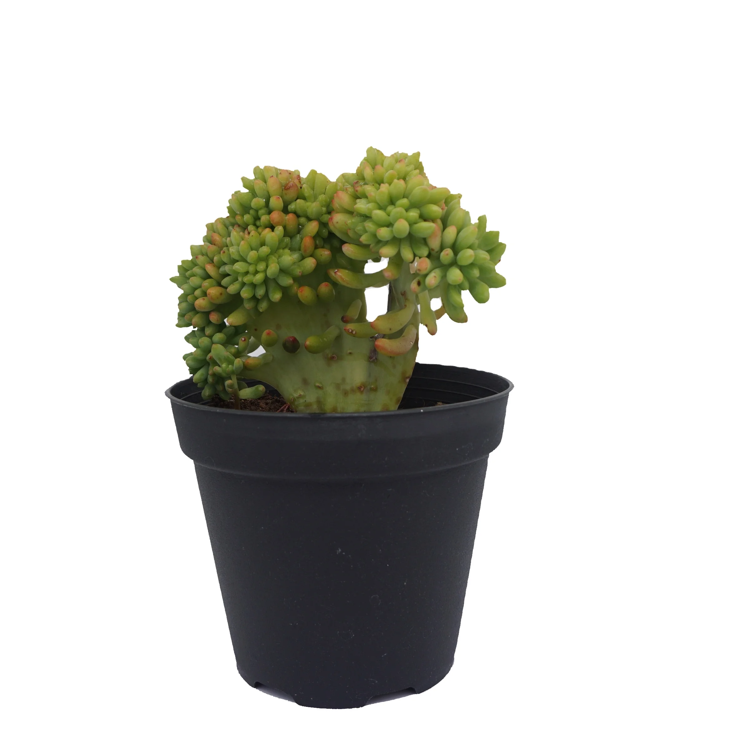 
China wholesale sedum korean succulents live plants indoor greenovia nature succulent plant 