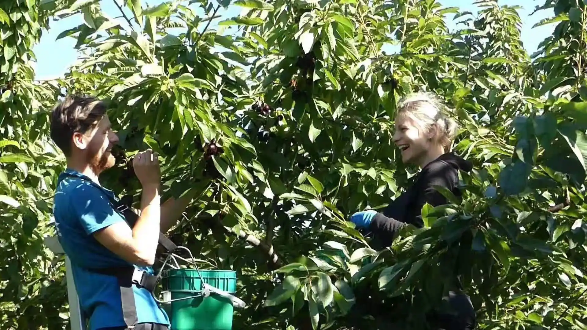 High recommended 100% natural fresh fruits class A red Australian fresh cherries