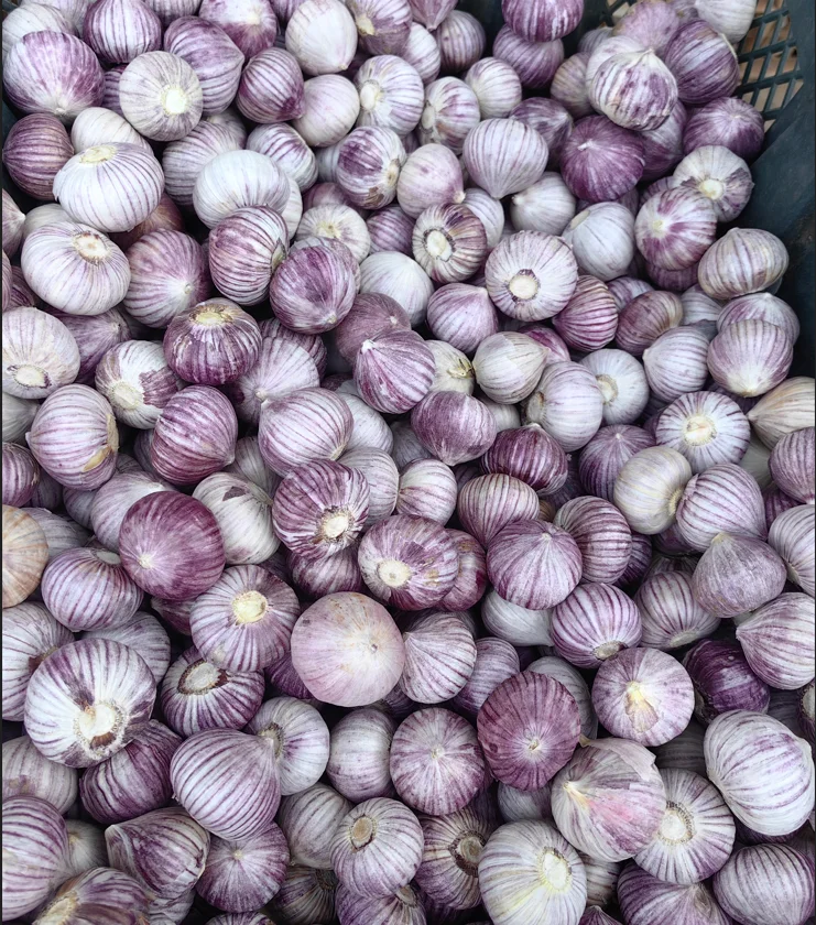 2023 new season SINOFARM brand Chinese fresh single clove garlic price for wholesale fresh solo garlic supplier from China