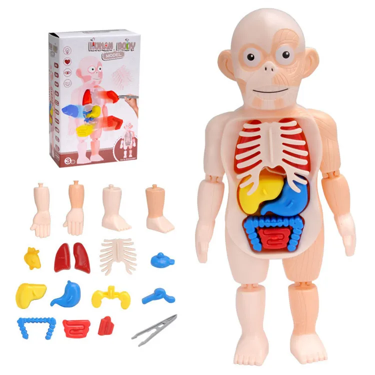 
Kids experimental teaching other educational toys human organ model puzzle toy 