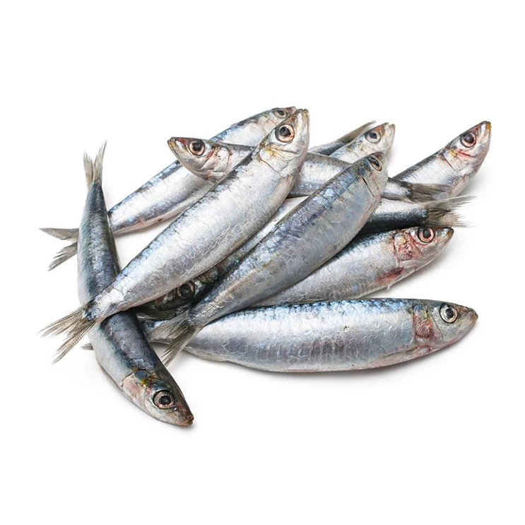 
High quality IQF freshness sardine in fish frozen seafood in bulk HACCP for fishing bait lures raw material 