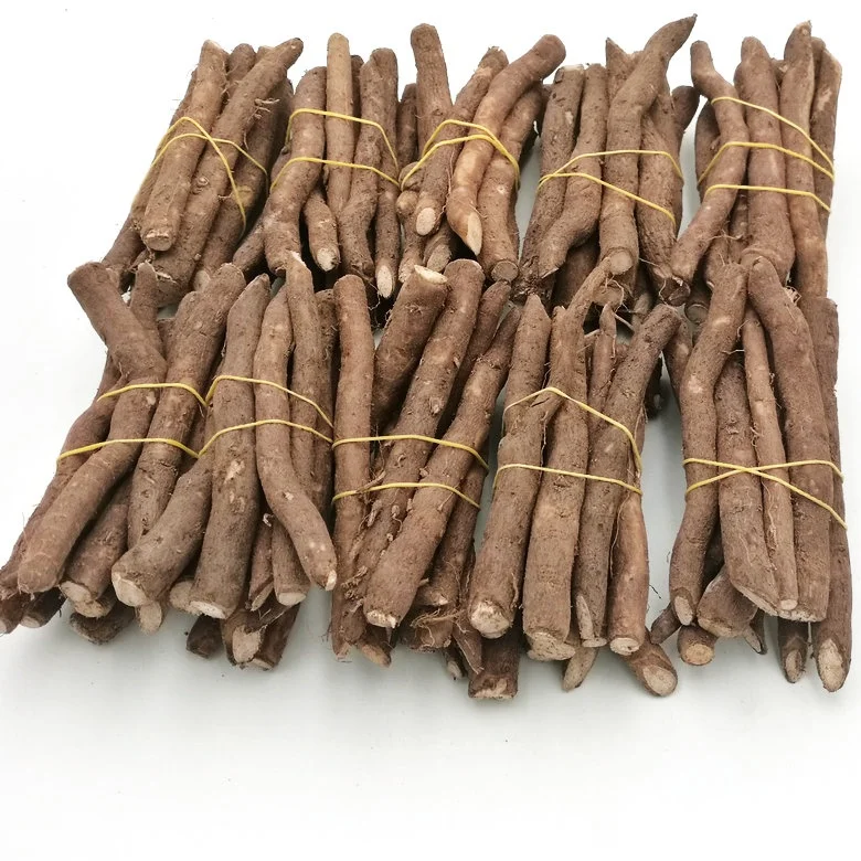 Легкая посадка, рассады корней павловнии, оптовая продажа с завода