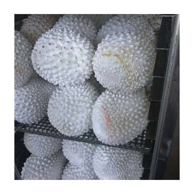 Malaysia D101 Durian Frozen Whole Fruit | Top Wholesales Supplier Best Selling Premium Quality Delicious Aromatic Durian