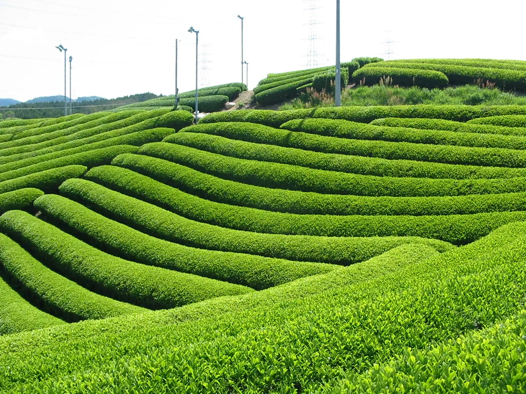 Уникальный аромат премиум-класса традиционные натуральные японские органические чайные листья