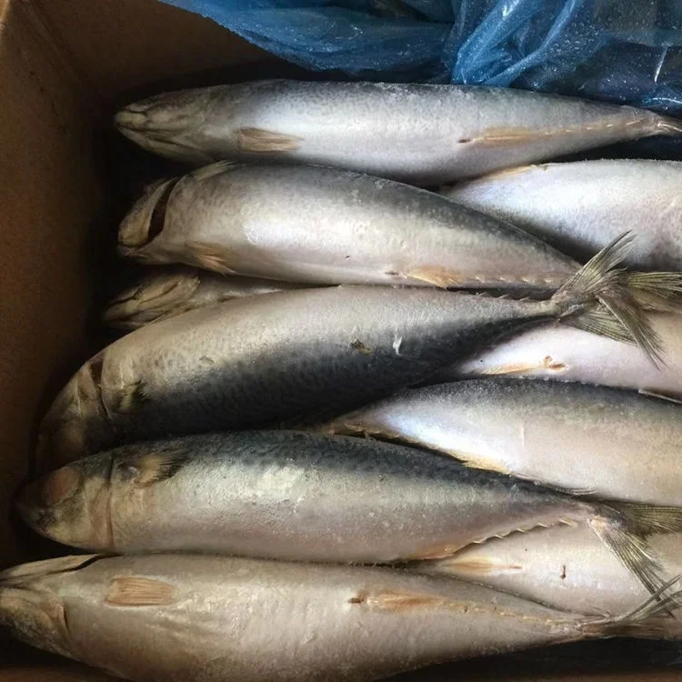 20kg fat nutrition thomson frozen mackerel fish with best price