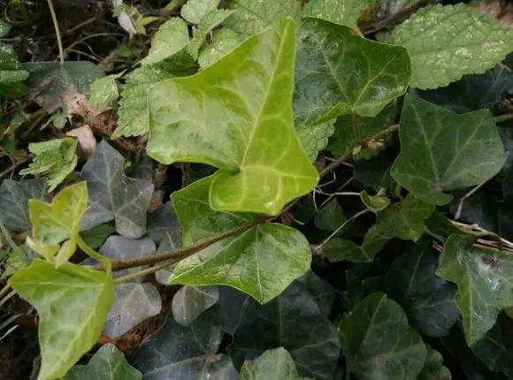 
Devils Claw Extract 5% Harpagosides by UV Harpagophytum Procumbens Extract 