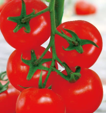 HT-6 тилкв стойкие TSWV сопротивление гибридные семена томатов Красный гибрид