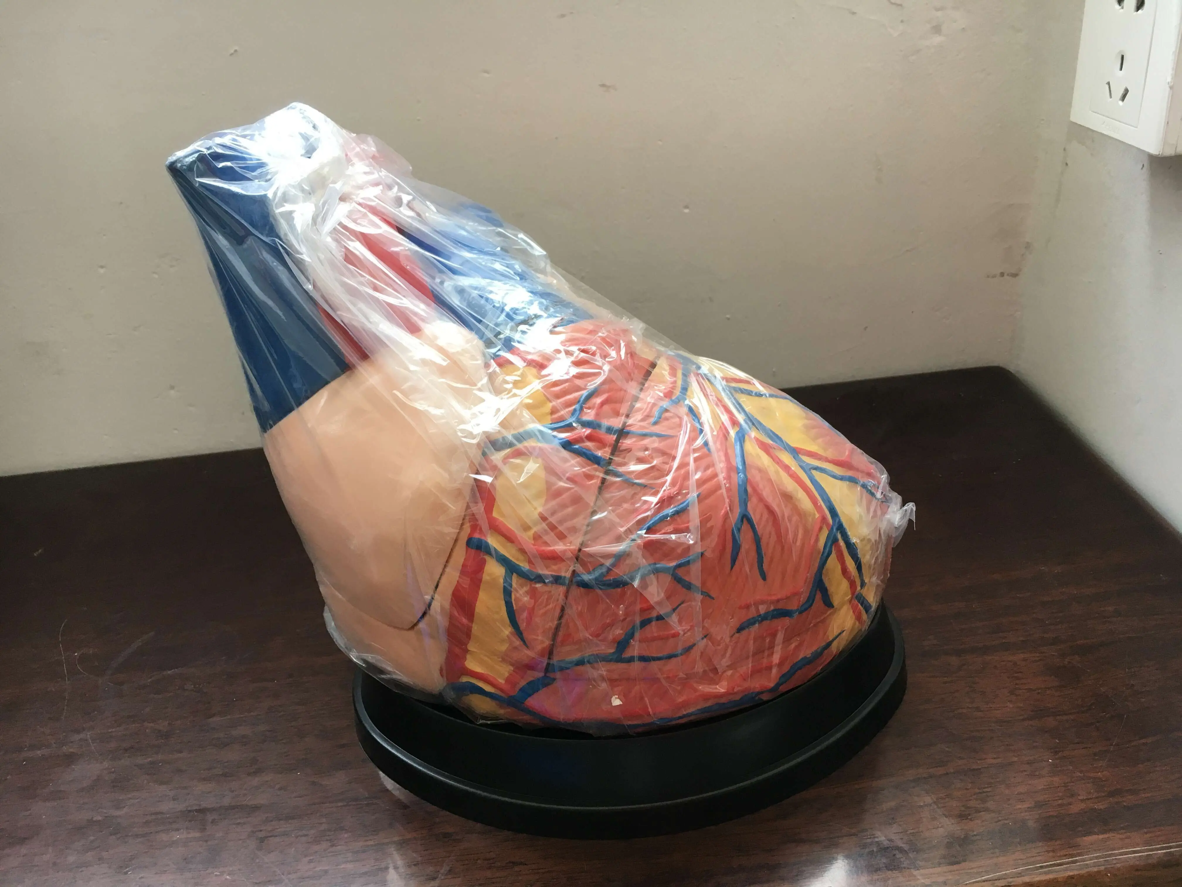 BIX-A1067 big heart anatomical structure models