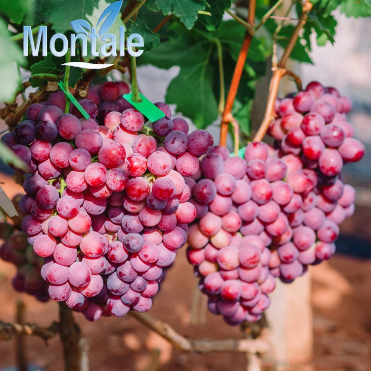 top quality Wholesale red globe hot selling premium quality  fresh grapes