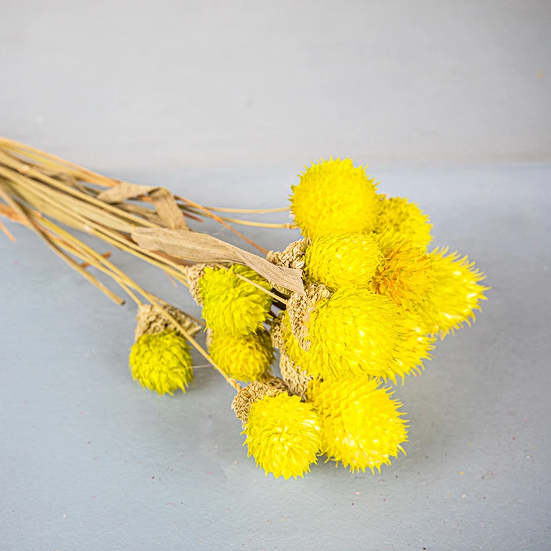 Chasewin Germany Australia top sale dried flowers real decorative flowers globe amaranth packing 15pcs each bag