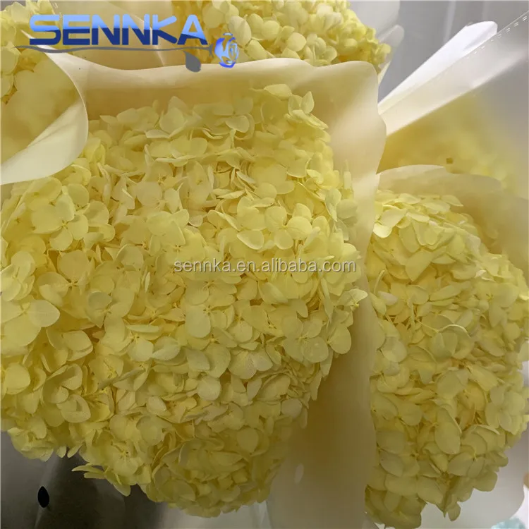 Preserved Long Stem Hydrangea Flowers Cut Fresh Flower For Wedding