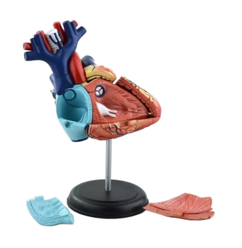 Human heart model medical heart anatomy model for medical teaching display