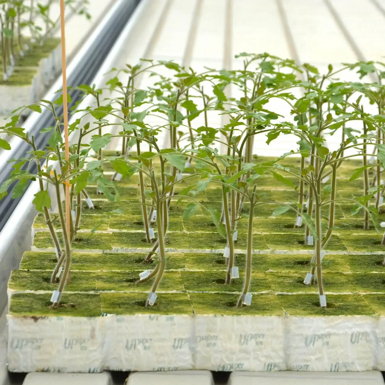 UPuper wholesale manufacturer tomatoes square greenhouse system hydroponic substrate grow bags for plants