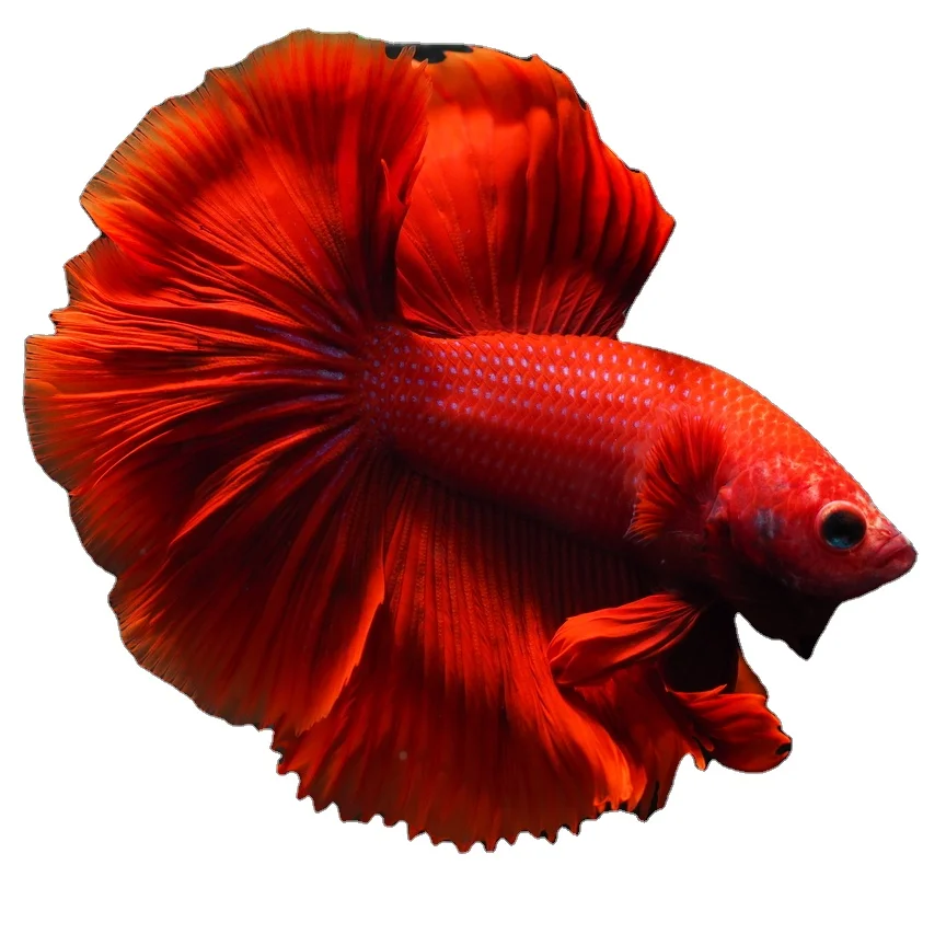 
HALFMOON SUPER COLOR - Thailand Betta Fish Premium Quality Plakat Siamese Fighting Fish Ornamental Aquariums 