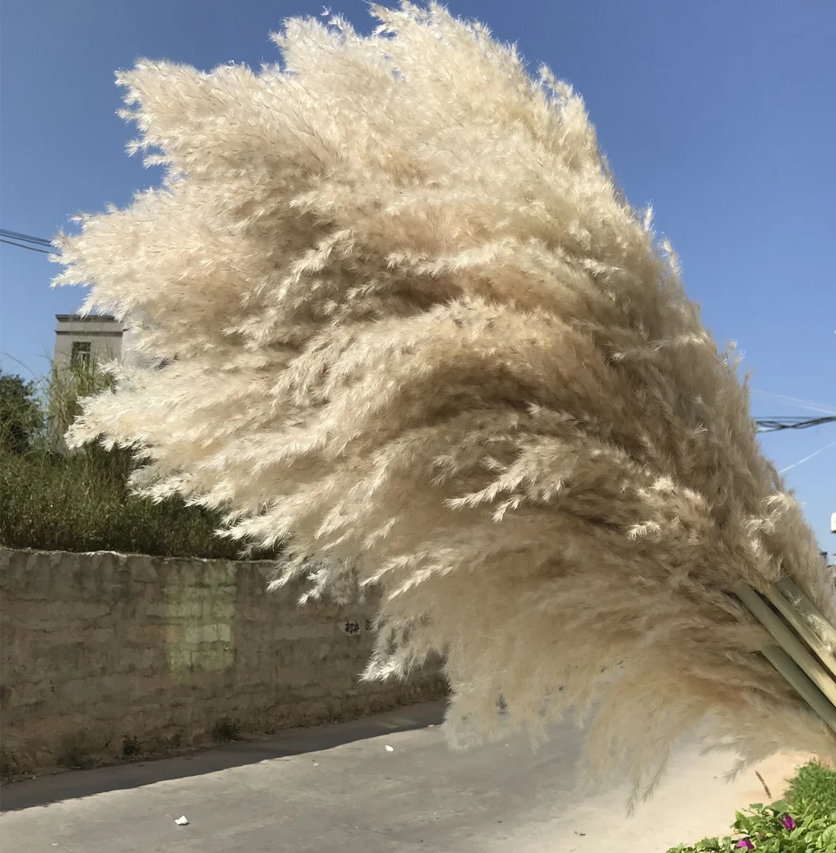 Wholesale Pampas Country beige Natural Dried Pampas Grass For wedding home hotel