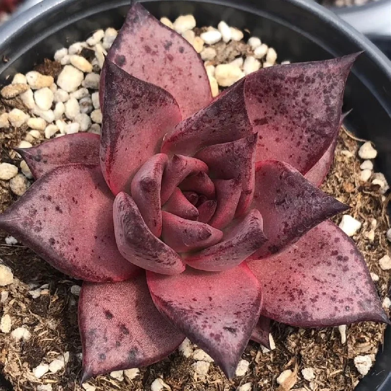 Rose Succulent Plants Echeveria Bloody Romeo Indoor Plant for Nursery Wholesale Real Natural Plant