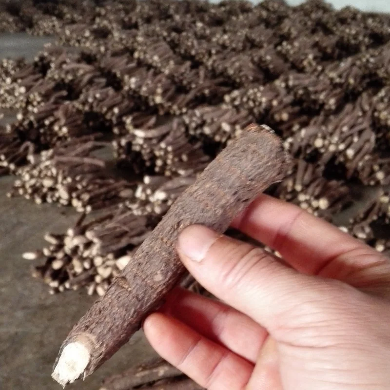 China pao tong hybrid paulownia TF4 root growth Solid  Wood Board for making furniture and landscaping