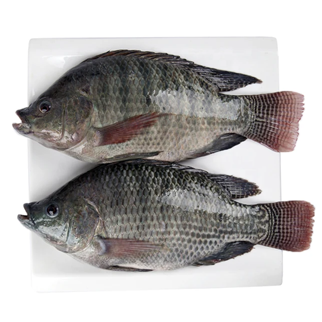 Best Selling  Frozen Black Tilapia Fish For Export (1600324188119)