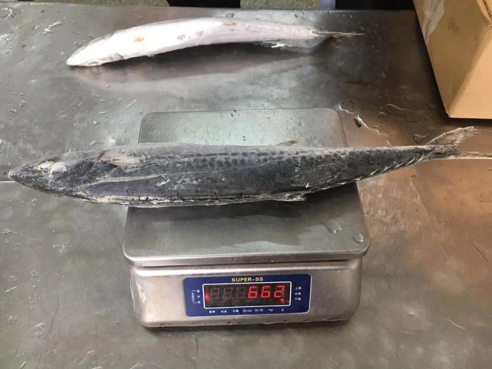 Frozen Spotted Spanish Mackerel Good Sale