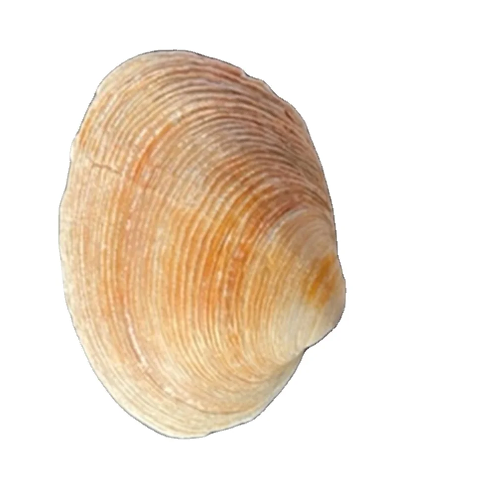 Manufacturer 6-8 cm Clean Empty Clam Shells On Sale