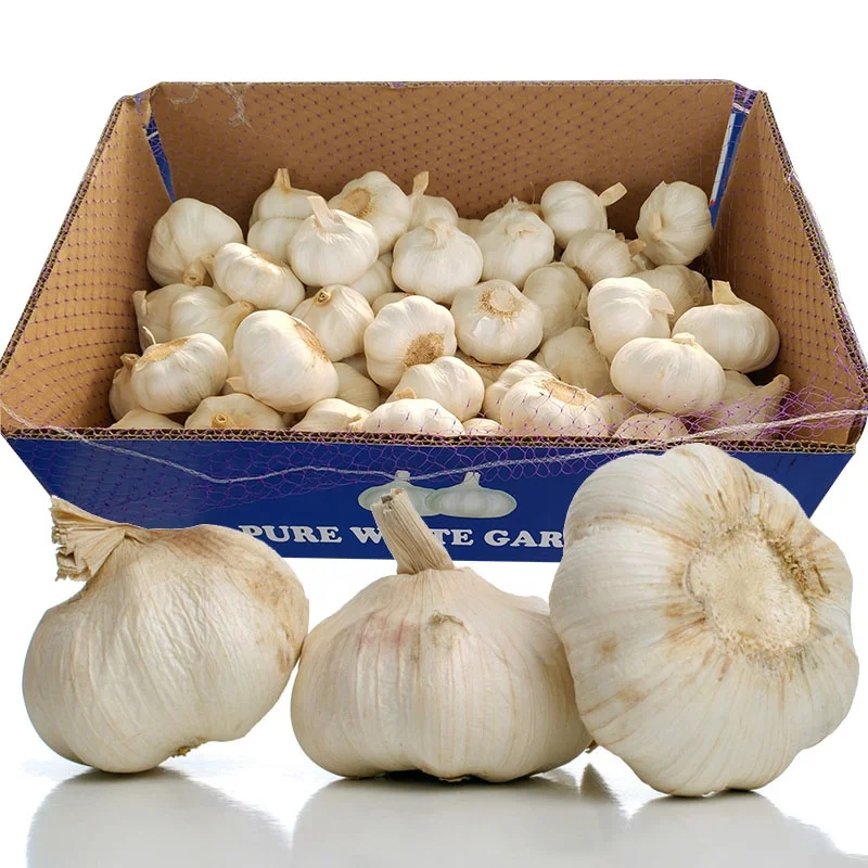 New Crop garlic China Fresh normal White Garlic with good price of fresh garlic