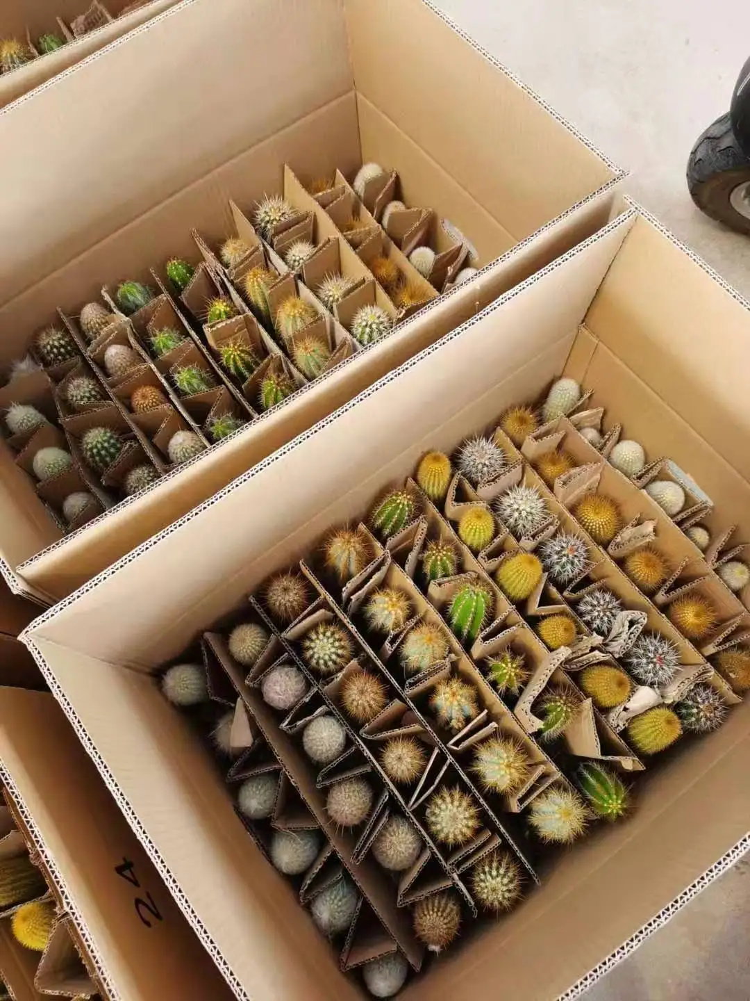 
Wholesale 8-12cm mixed cactus box Mini Office Decoration Desktop Ornamental Woody Plants cactus or cactus plants live natural 