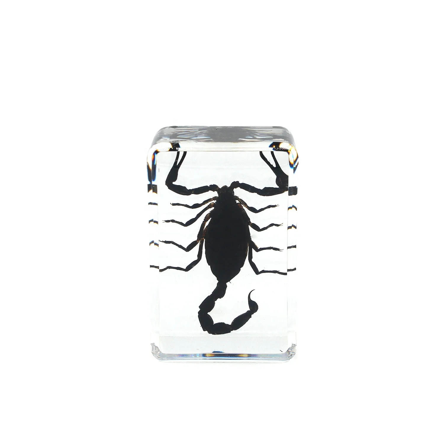 Hot selling scorpion specimen paper weight embedded real scorpion in resin animal ornaments resin crafts