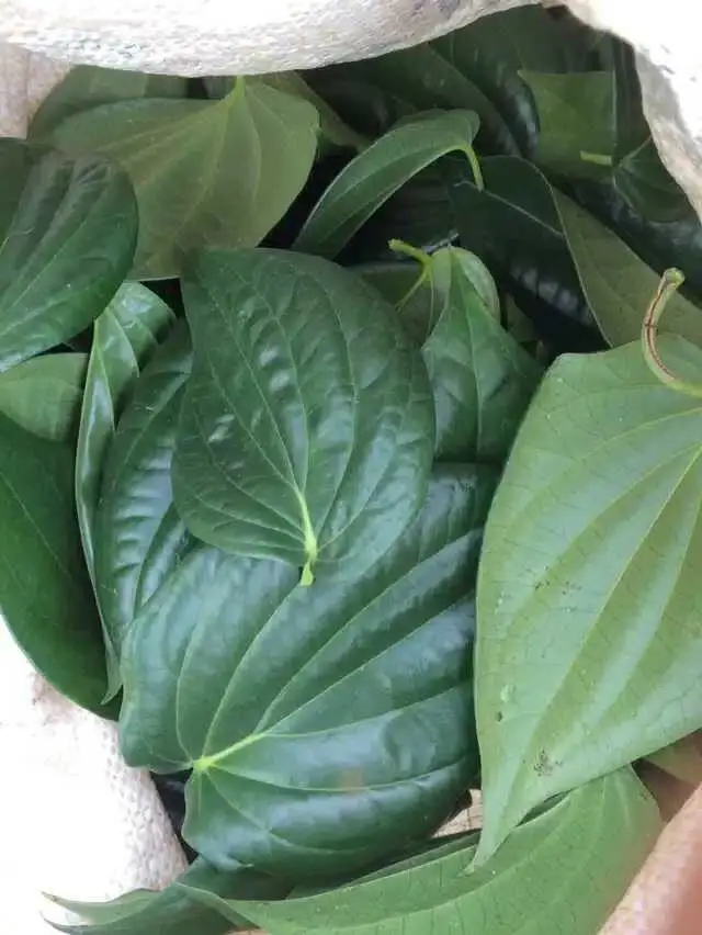 Betel leaf