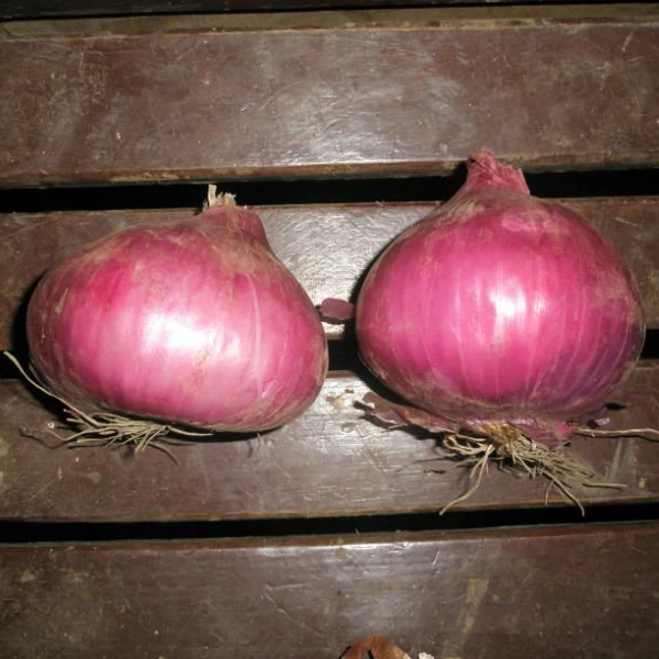 
fresh red onions for sale 
