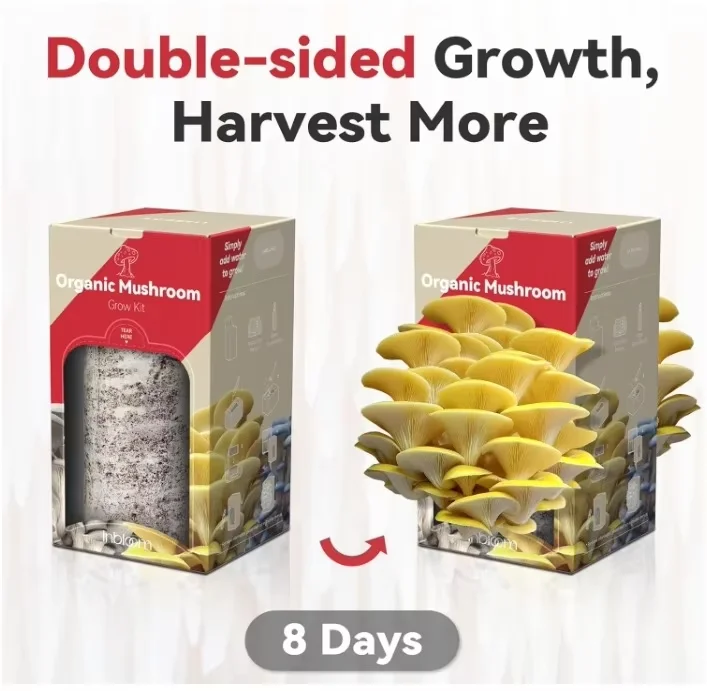 Organic Golden Oyster Mushroom Growing Kit with Spray, Harvest Fresh Mushrooms at Home