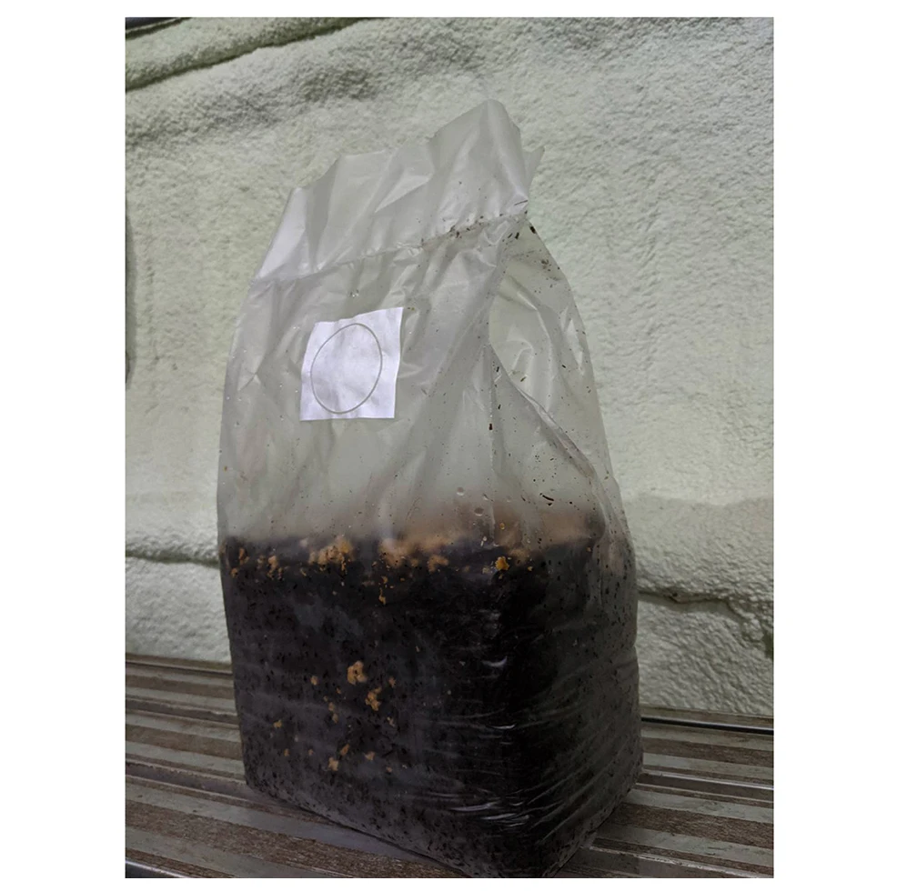 High quality seed supplier shiitake mushroom substrate plant grow bags